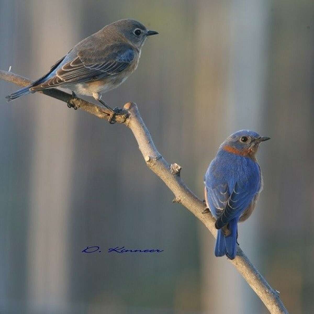 Eastern Bluebird