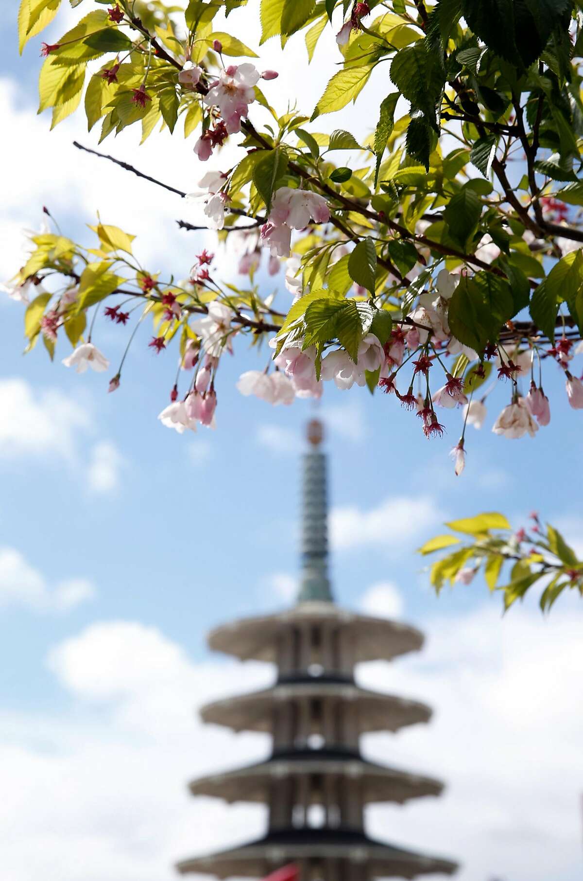 Rain doesn't dampen cherry blossoms at Japantown festival