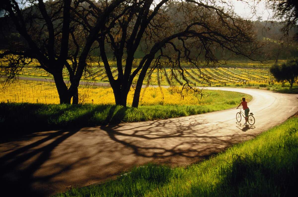 File photo of a biker in Napa Valley. One person was hospitalized and 30 others suffered from symptoms of hypothermia during the HITS Napa Valley triathlon in Napa County on Saturday morning.  