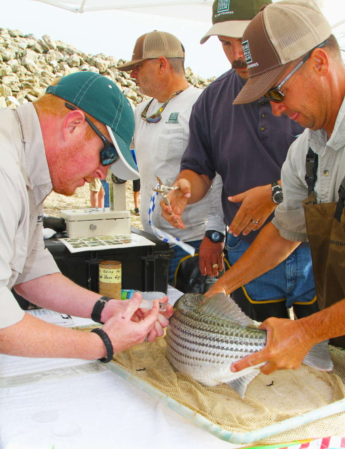 Trinity River program crucial to stripedbass fisheries