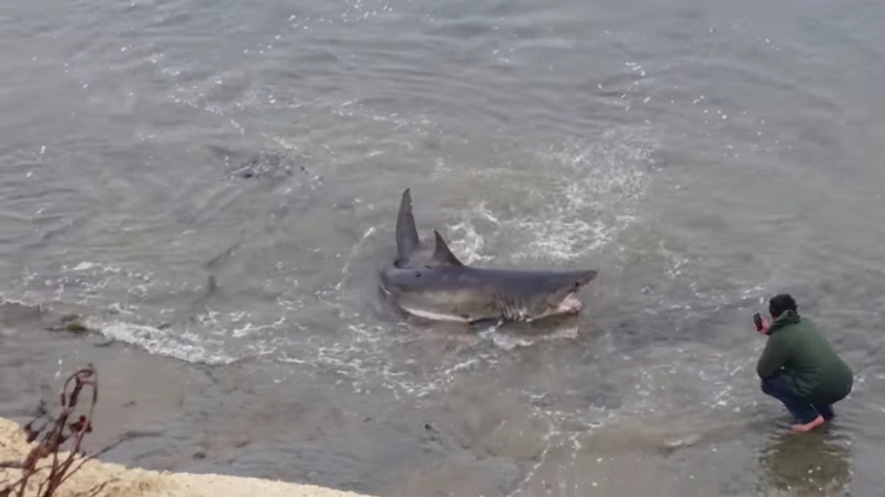 Update: 10-foot-long great white shark stranded on Santa Cruz beach dies