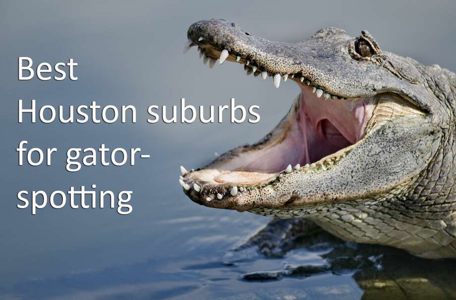 houston alligator tour