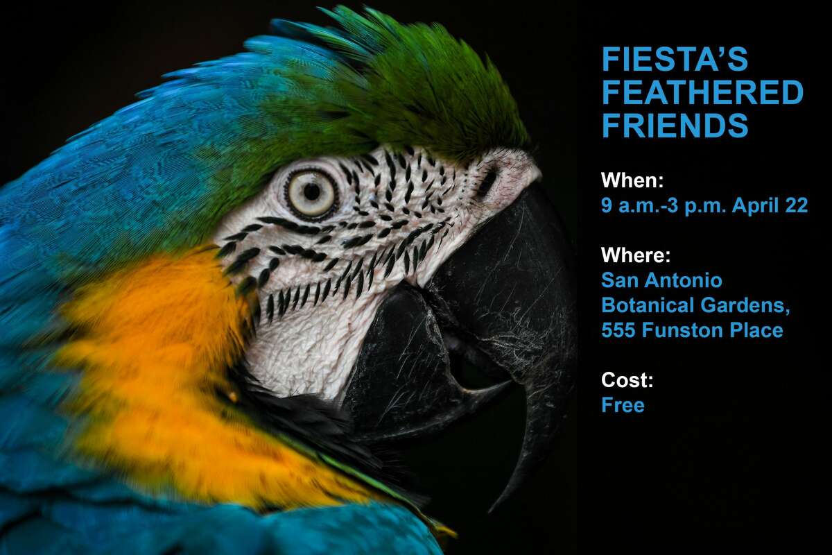 The first pet friendly event of Fiesta is for the birds. On April 22, visitors to the San Antonio Botanical Garden, 555 Funston Place, are invited to bring their parrots to Fiesta’s Feathered Friends. From 9 a.m. to 3 p.m., bird keepers will be available to offer advice about caring for birds, avian accessories and diets. The event is sponsored by the Alamo Exhibition Bird Club.
