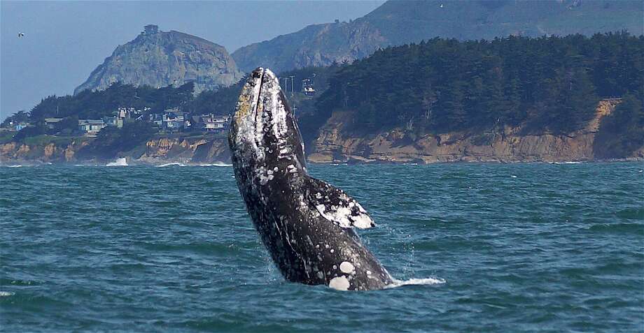 Whale Watching Moss Beach The Best Beaches In World Whale Show Returns To California S Coast And It Amazing San