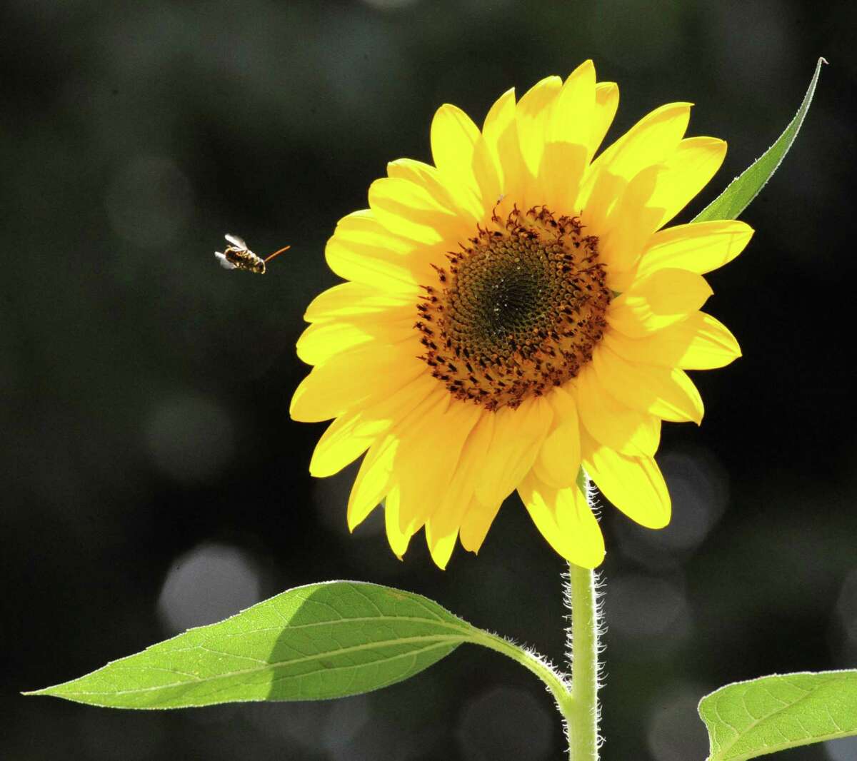 A bee just before landing on a sunflower in full-bloom on Byram Road in Greenwich last August. Greenwich Audubon will offer native plants for preorder in early May.