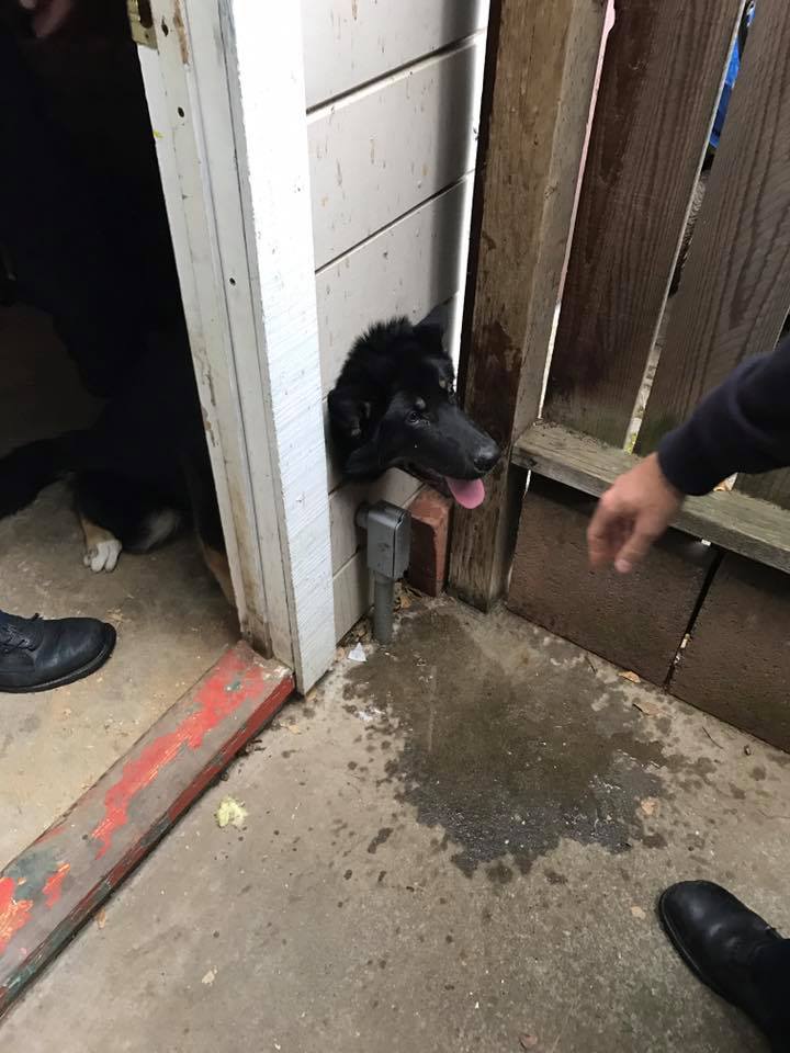 California firefighters free dog who got his head stuck in a wall
