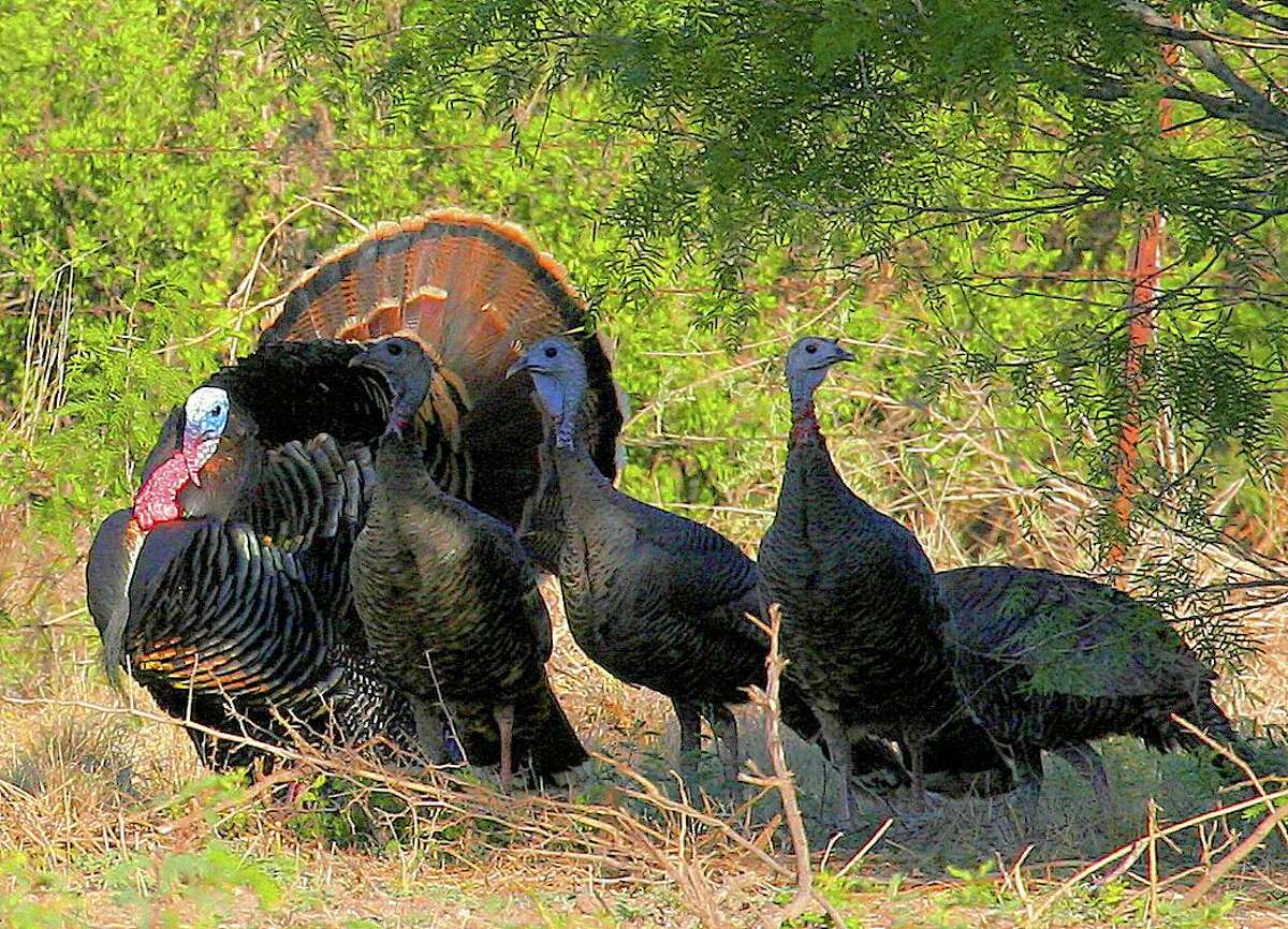 This spring turkey season, Texas hunters have enjoyed improved success calling adult gobblers from mid-morning through early afternoon, after an adult gobbler’s harem of hens have drifted off to nest sites.