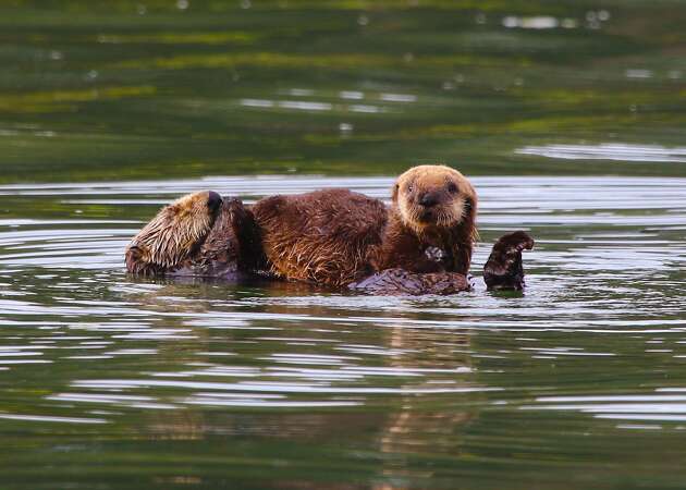 Court upholds ending 'no sea otter zone' on California coast