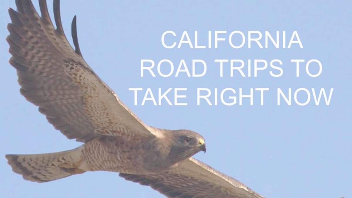 Where to see the Bay Area's wildflowers