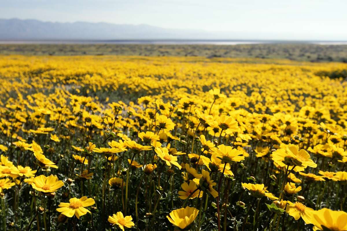 A dried-up Calif. lake makes a comeback – and so do the species it sustains