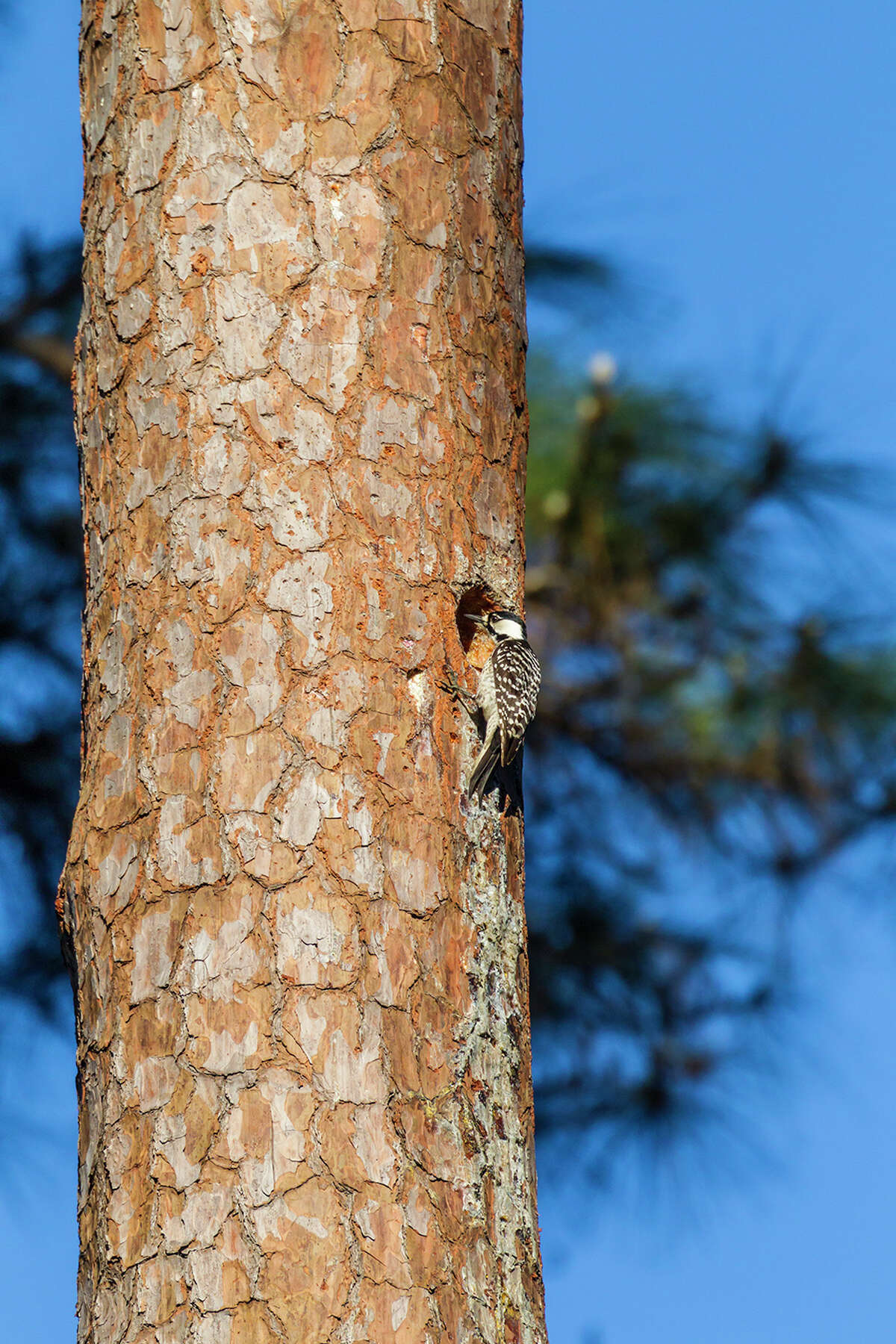 The endangered red-cockaded woodpecker, about the size of a cardinal, lives in remnants of the Southern Pine Forest like the W. G. Jones State Forest.