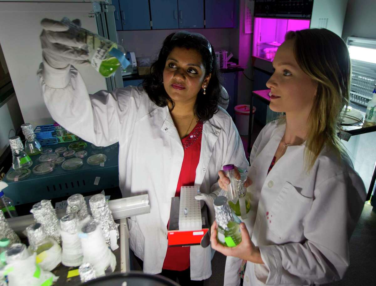 Vasupradha Vasudevan, a student at Lone Star College-Montgomery, looks at algae samples with biotechnology intern Lorna Brewer, in Conroe. Vasu is working with algae to stress lipids, which has been shown to help boost the immune system and has been used to fight cancer or other inflammatory diseases. Vasu recently was chosen to present two of 25 research projects from across the country at the 2017 National Conference on Undergraduate Research. She was the only community college student chosen to present in the Molecular Biology category.