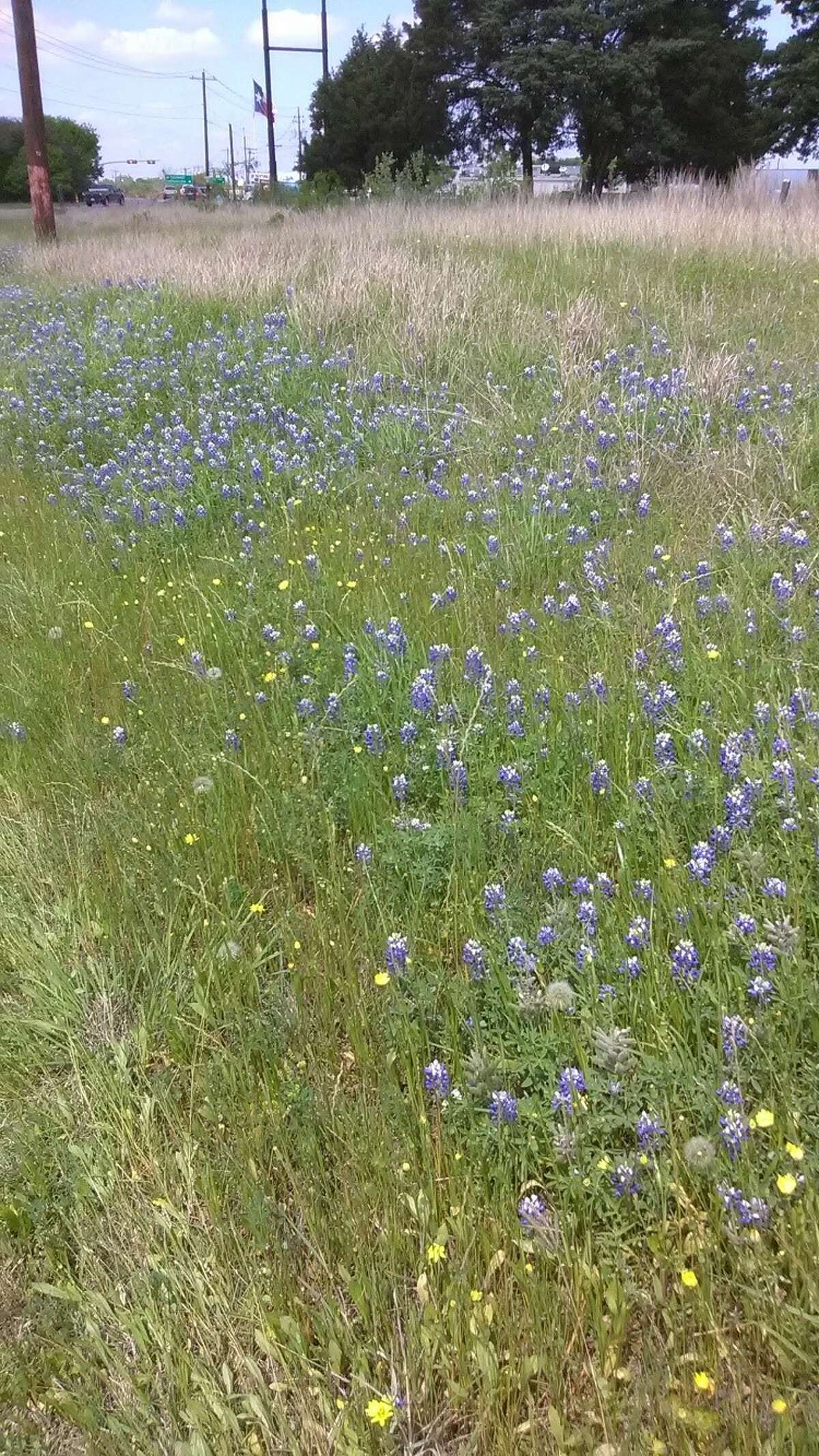 Bluebonnets were named the state flower by the Texas Legislature in 1901.