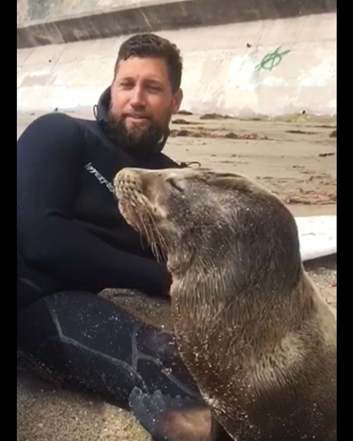 Santa Cruz surfer rescues sea lion pup(01)