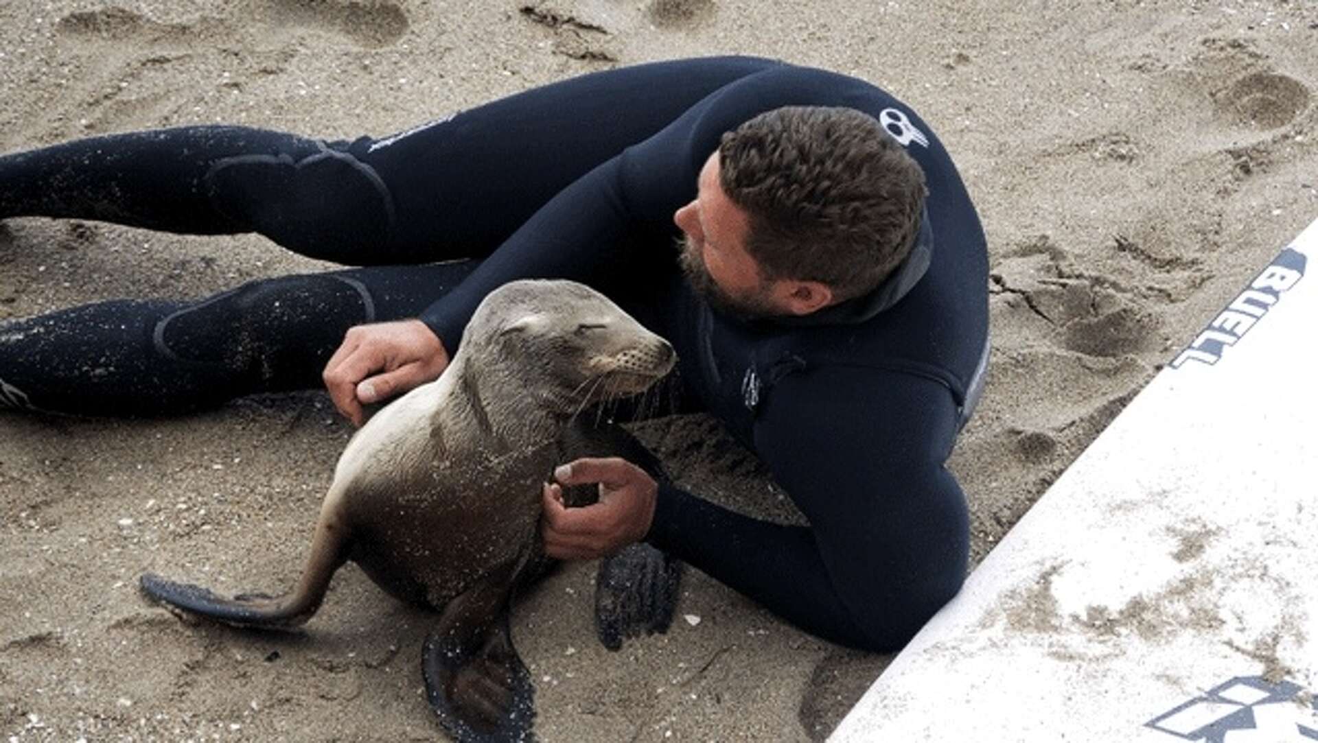 Santa Cruz surfer rescues sea lion pup