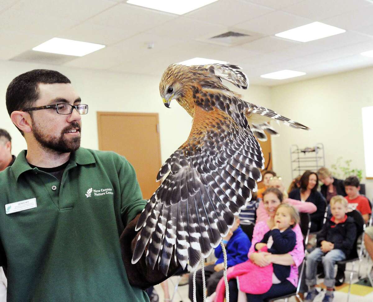 Wildlife educator Derick Hips of the New Canaan Nature Center displays a Red-shoulder Hawk during a wildlife class taught by Hips at the Greenwich Animal Control, Greenwich, Conn., Saturday morning, April 15, 2017. Hips said the purpose of the class was to educate people about local wildlife so that humans and wild animals could better co-exist.
