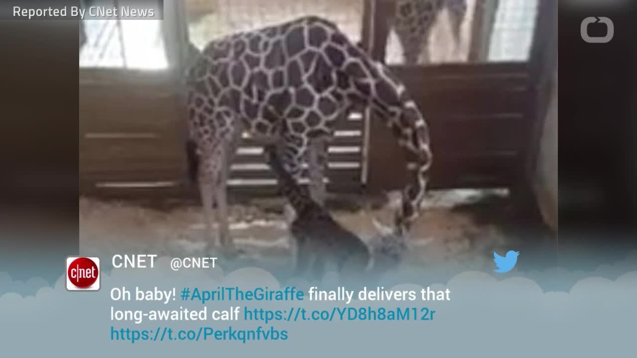 April the giraffe finally gives birth to healthy baby boy