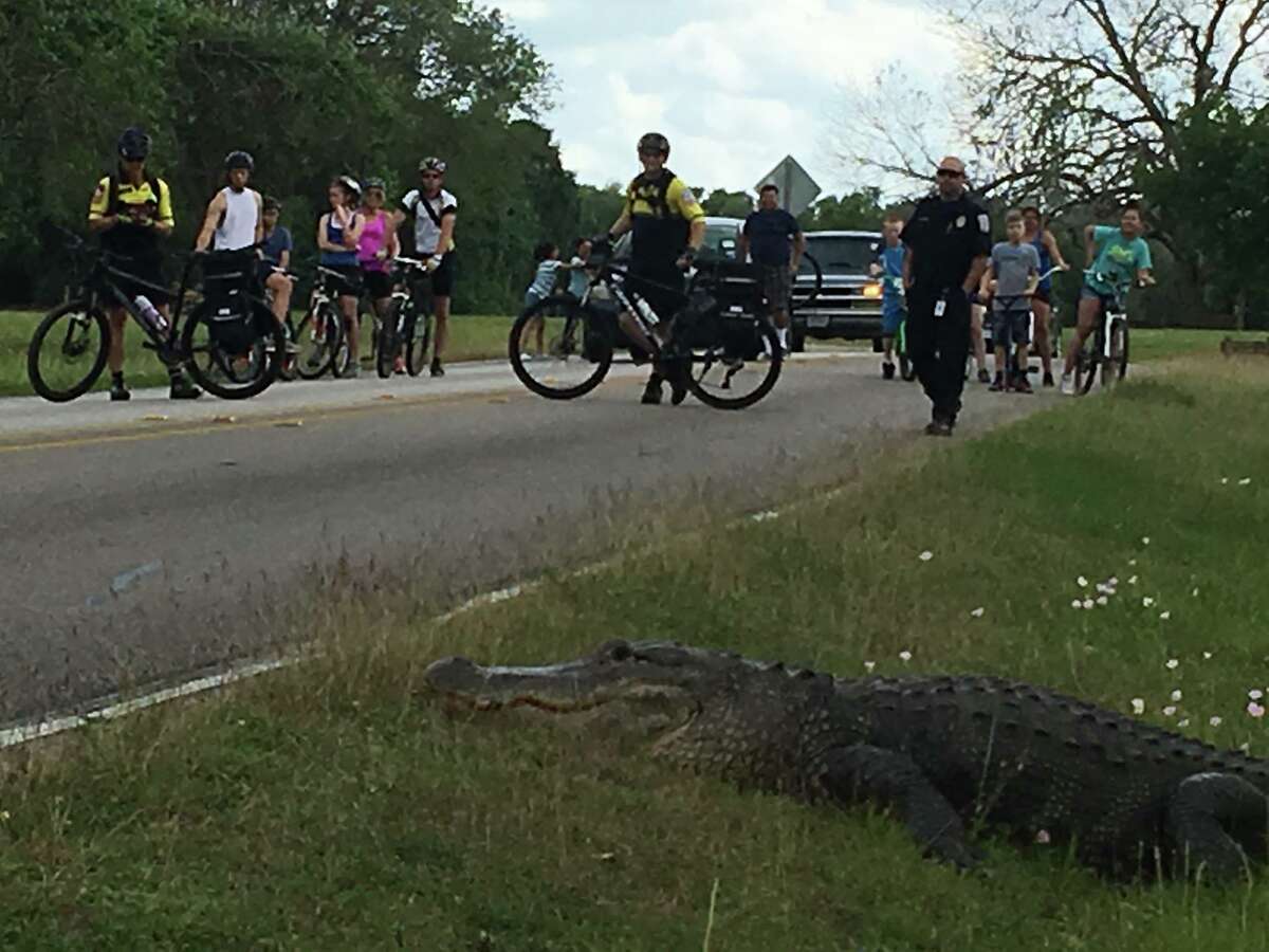 Gator encounter Fort Bend EMS recently assisted in crowd control with a 12-foot alligator at Brazos Bend State Park. Click through to see other Houston-area encounters with alligators.