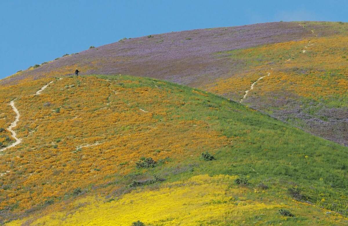 Wildflowers cover this hills of the Tremblor Range in Carrizo Plain National Monument near Taft, California during a wildflower "super bloom," April 12, 2017. After years of drought an explosion of wildflowers in southern and central California is drawing record crowds to see the rare abundance which is even visible from space in satellite imagery.