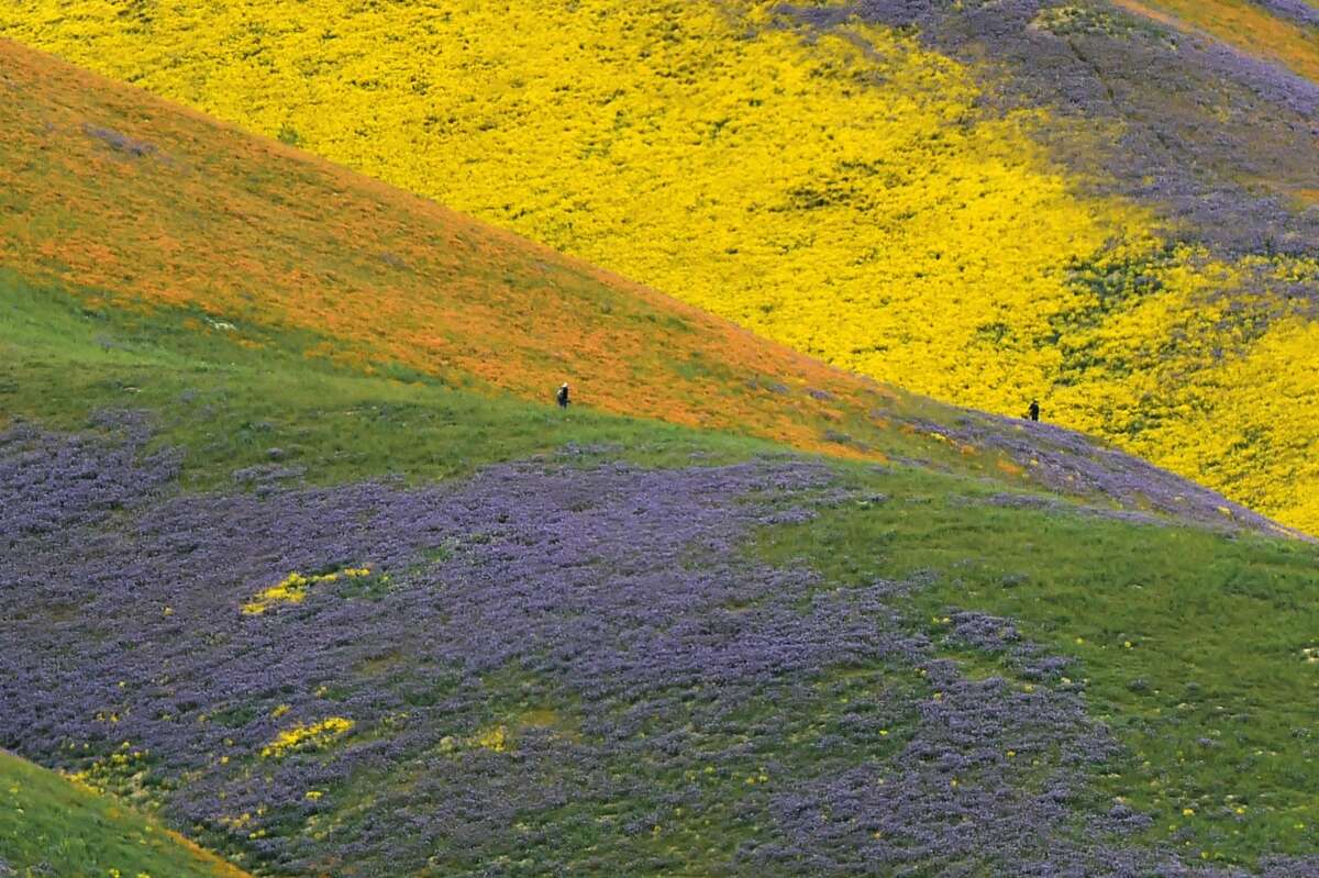 Orange, yellow and purple wildflowers paint the hills of the Tremblor Range, April 6, 2017 at Carrizo Plain National Monument near Taft, California. After years of drought an explosion of wildflowers in southern and central California is drawing record crowds to see the rare abundance of color called a super bloom.