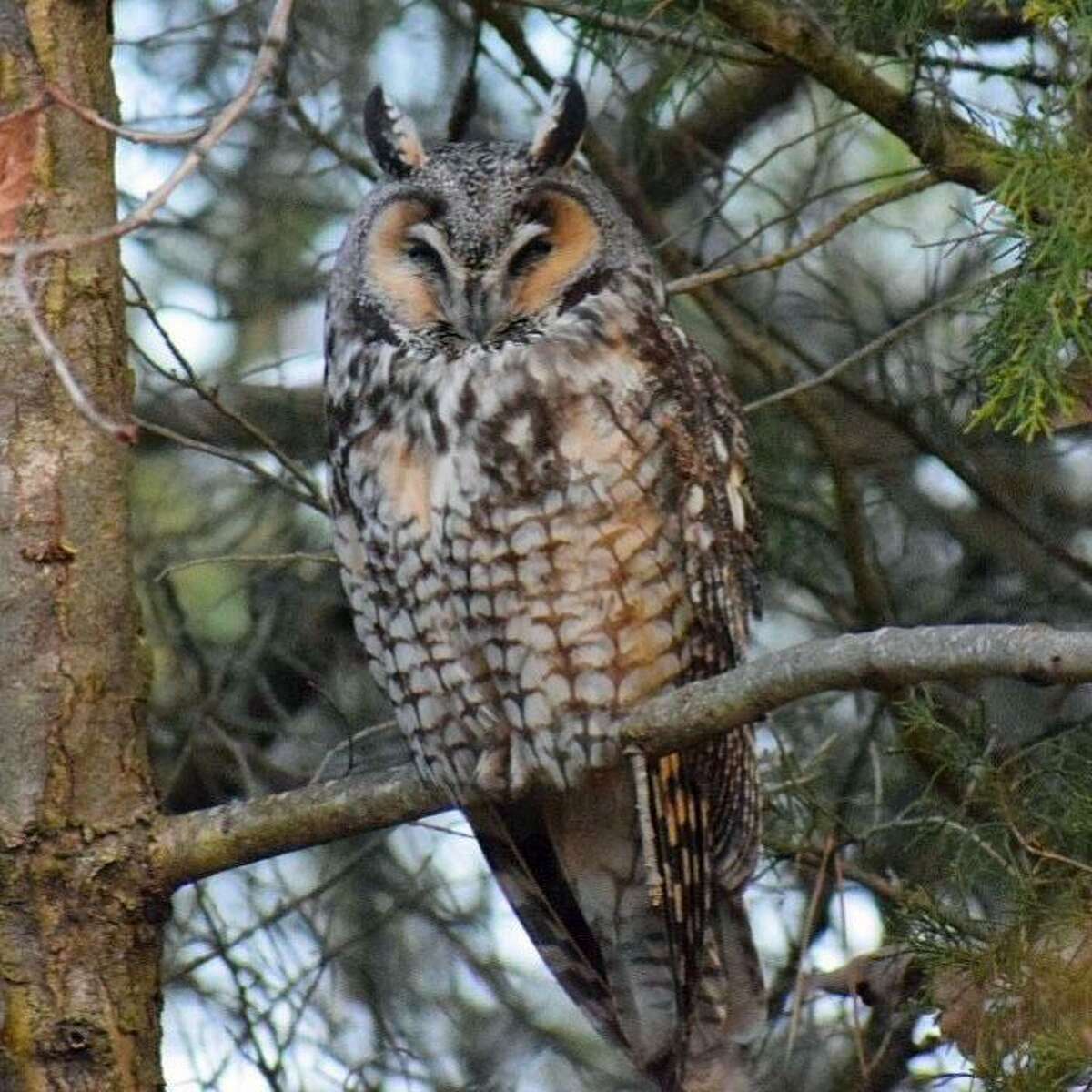 This long-eared owl has been attracting much attention at Greenwich Point.