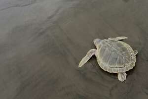 Is the Kemp's ridley sea turtle on the rebound?