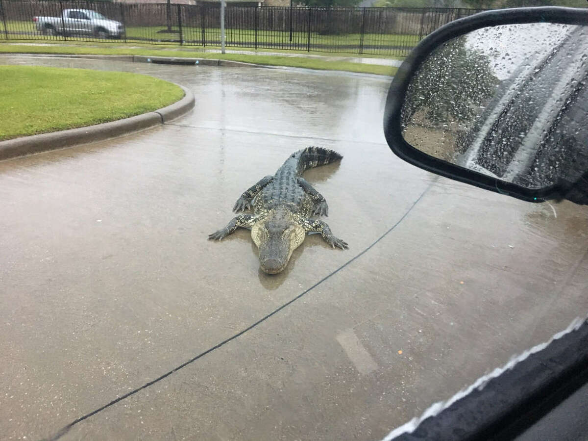 Just another commuting day in Houston. As a Fort Bend County resident was driving through his neighborhood the morning of April 17, 2018, he came across an alligator in the middle of the street.