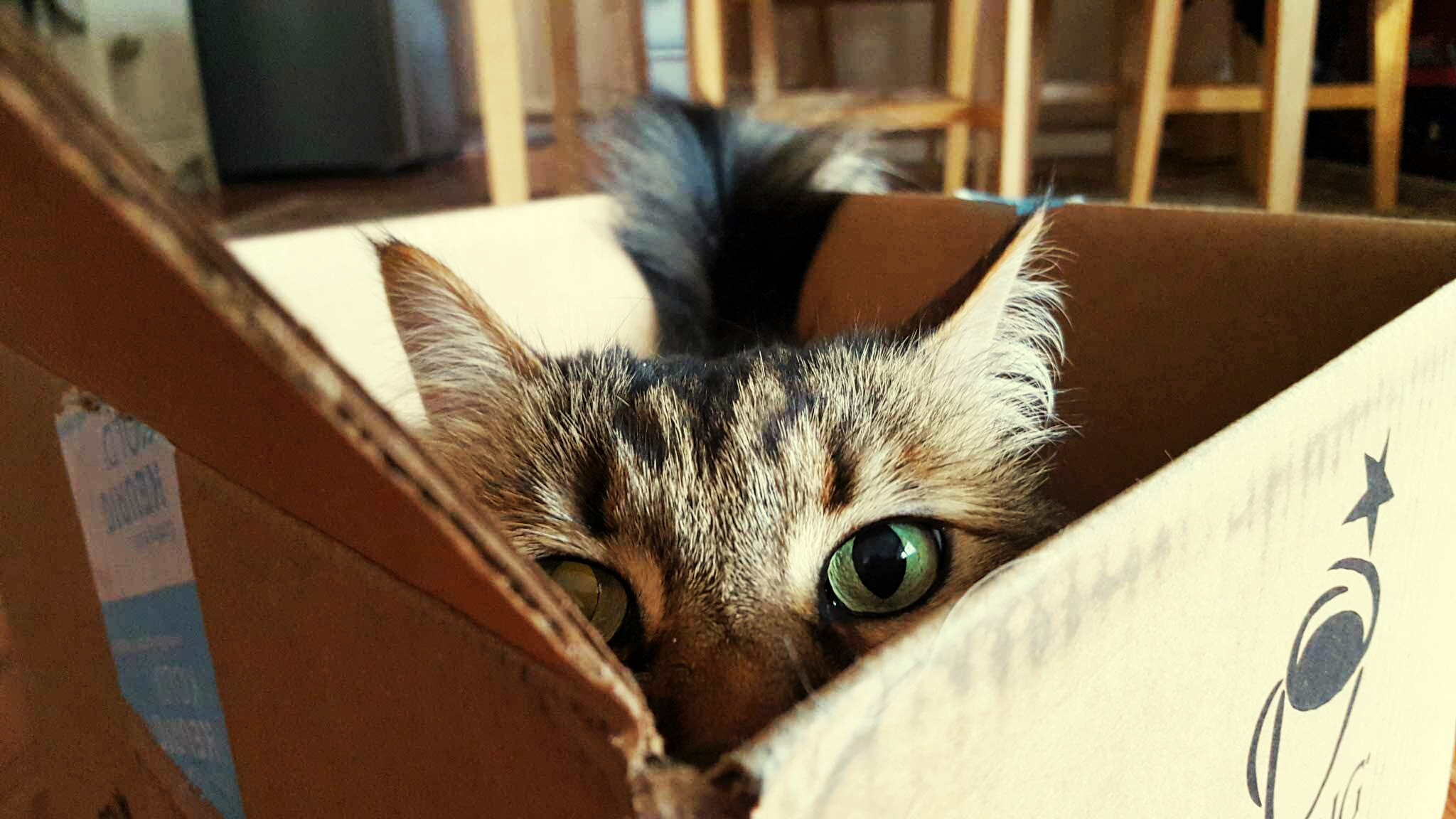 Why cats love boxes