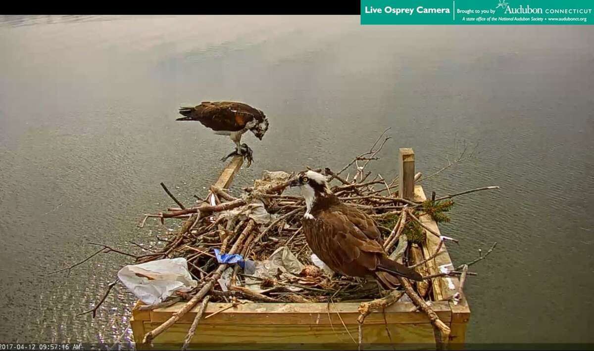 Photos from the Live Osprey website