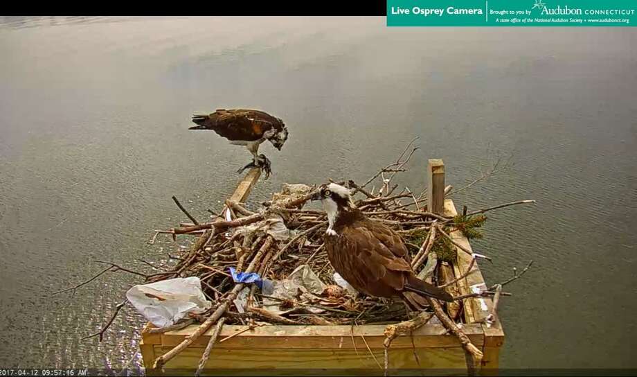 Osprey Cam Allows Continues Feed Of Cos Cob Nesting Pair