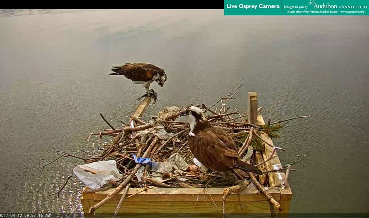 menunkatuck audubon osprey cam