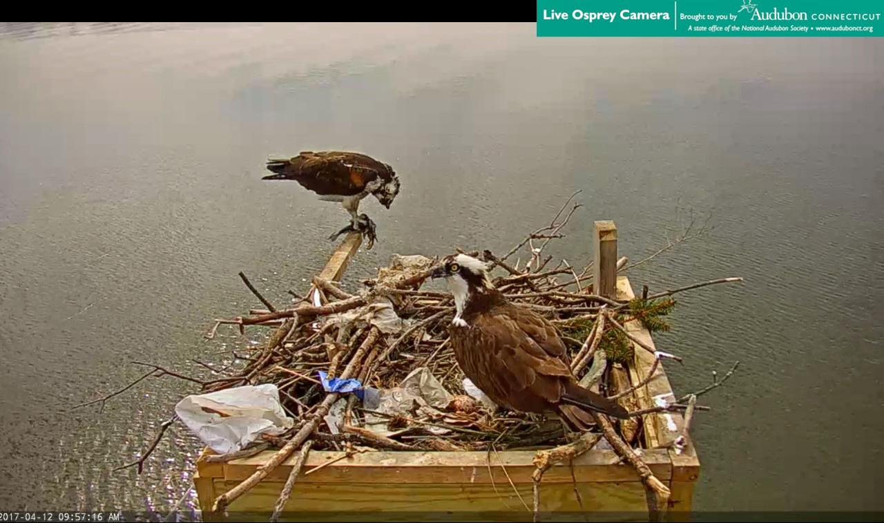 menunkatuck osprey cam