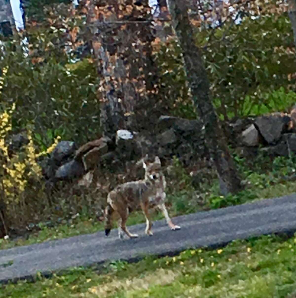 A coyote was spotted in Greenwich on Tuesday.