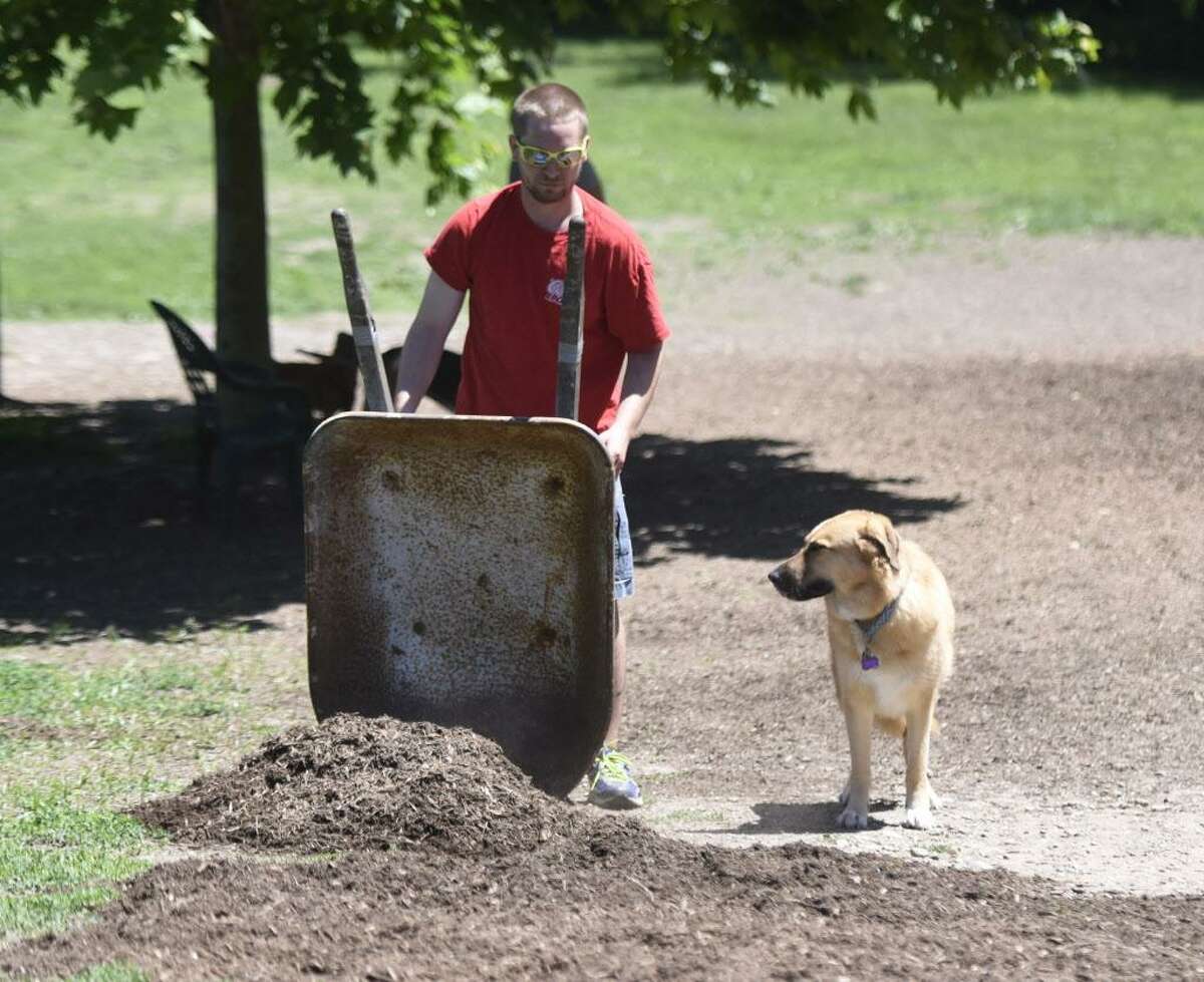 Stamford resident Dylan Fisher dumps a load of mulch as his dog, Abby, tags along during the 7th Birthday Celebration and Clean Up at Hunt Park in Stamford, Conn. Sunday, June 12, 2016. Volunteers from Stamford Dog Friends cleaned up and re-mulched much of Hunt Park, the city's sole municipal off-leash dog park.