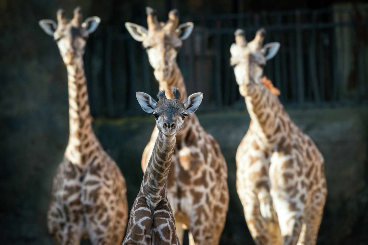 Houston Zoo's New Giraffe Finally Has Name