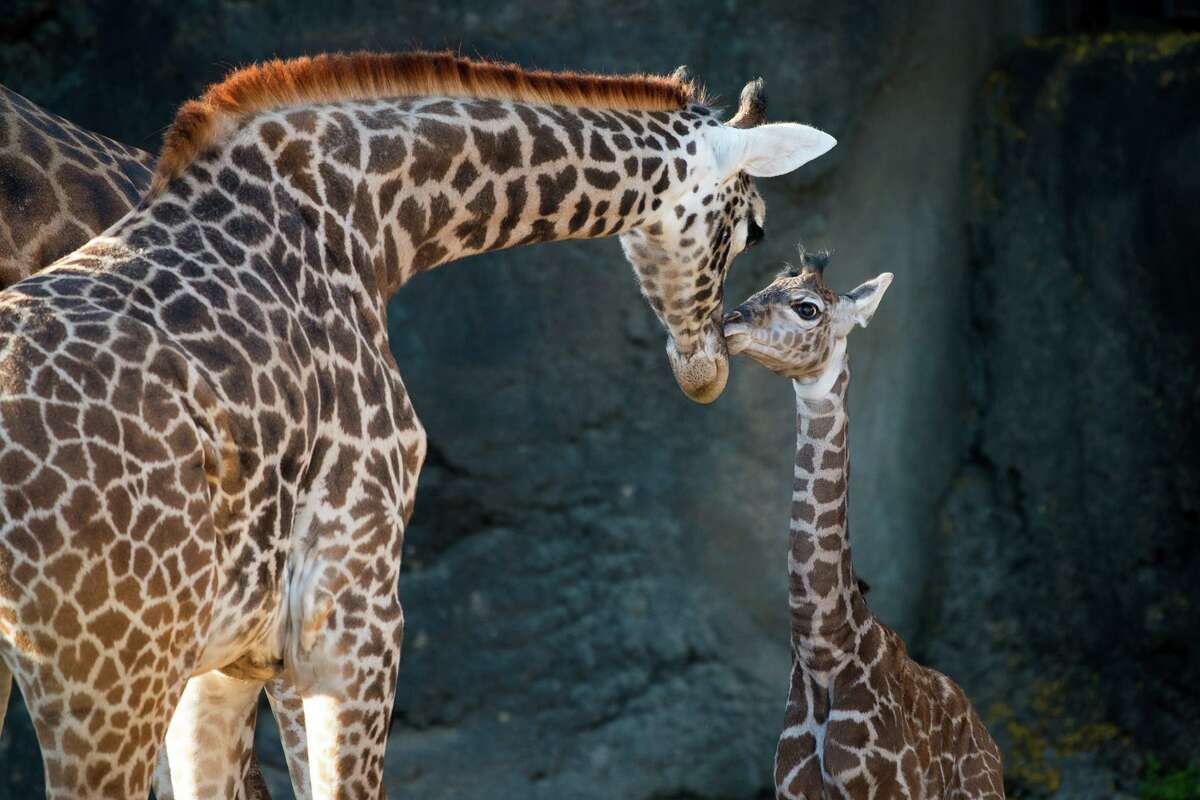 Last week Houstonians got word of a new female Masai giraffe birth at the zoo. The bouncing, rather tall, baby girl was born without a name. That has now changed. Her name is Zindzhi, which means "warrior" and is of South African origin. 