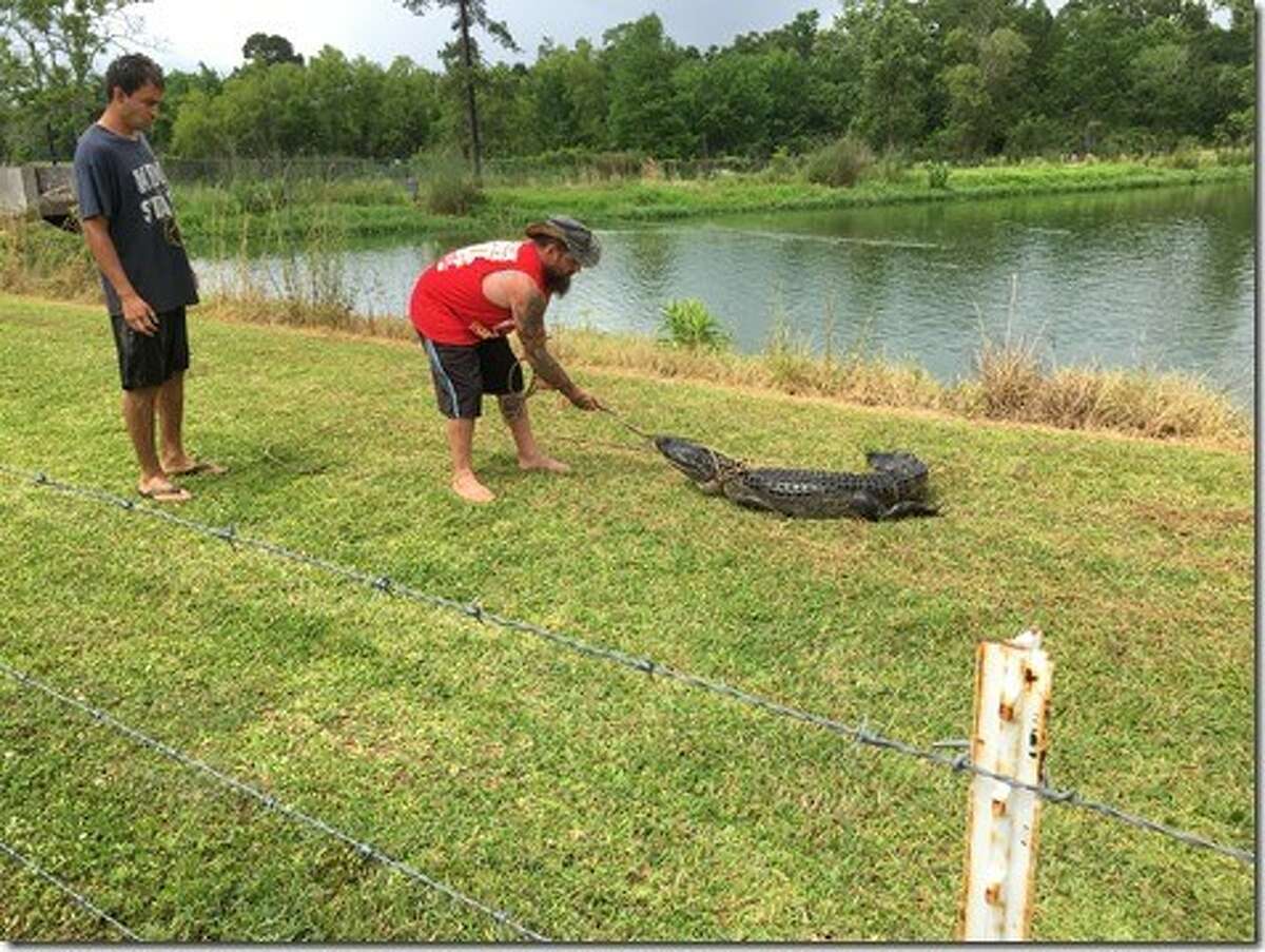 Gator County gator wranglers rescue an alligator hanging out in a Pinehurst retention pond Tuesday, April 18, 2017.