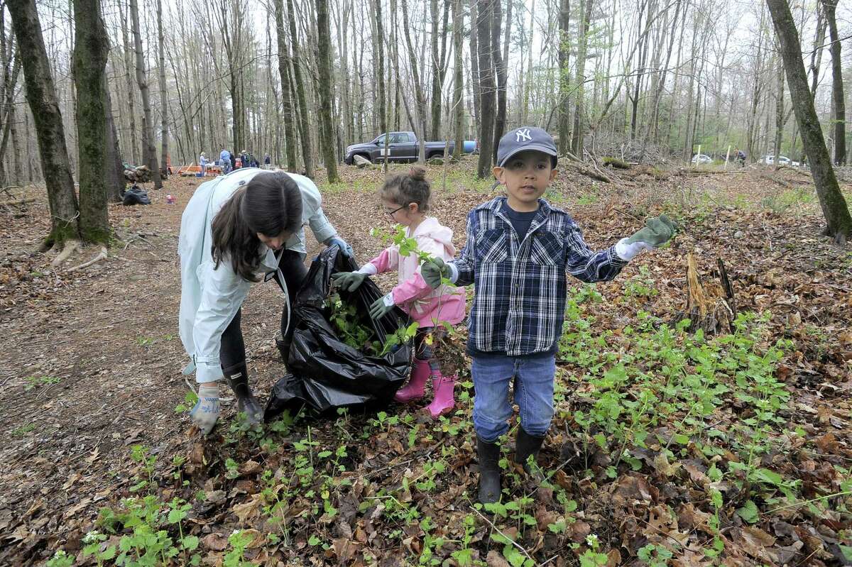 Lasat year, John Tembeck, 4, at right, showed some weeds he pulled while working with Emily and Charlie Brahms of Old Greenwich, at the Greenwich Land Trust's Duck Pond Preserve and American Chestnut Sanctuary in Greenwich on April 23 to celebrate Earth Day.
