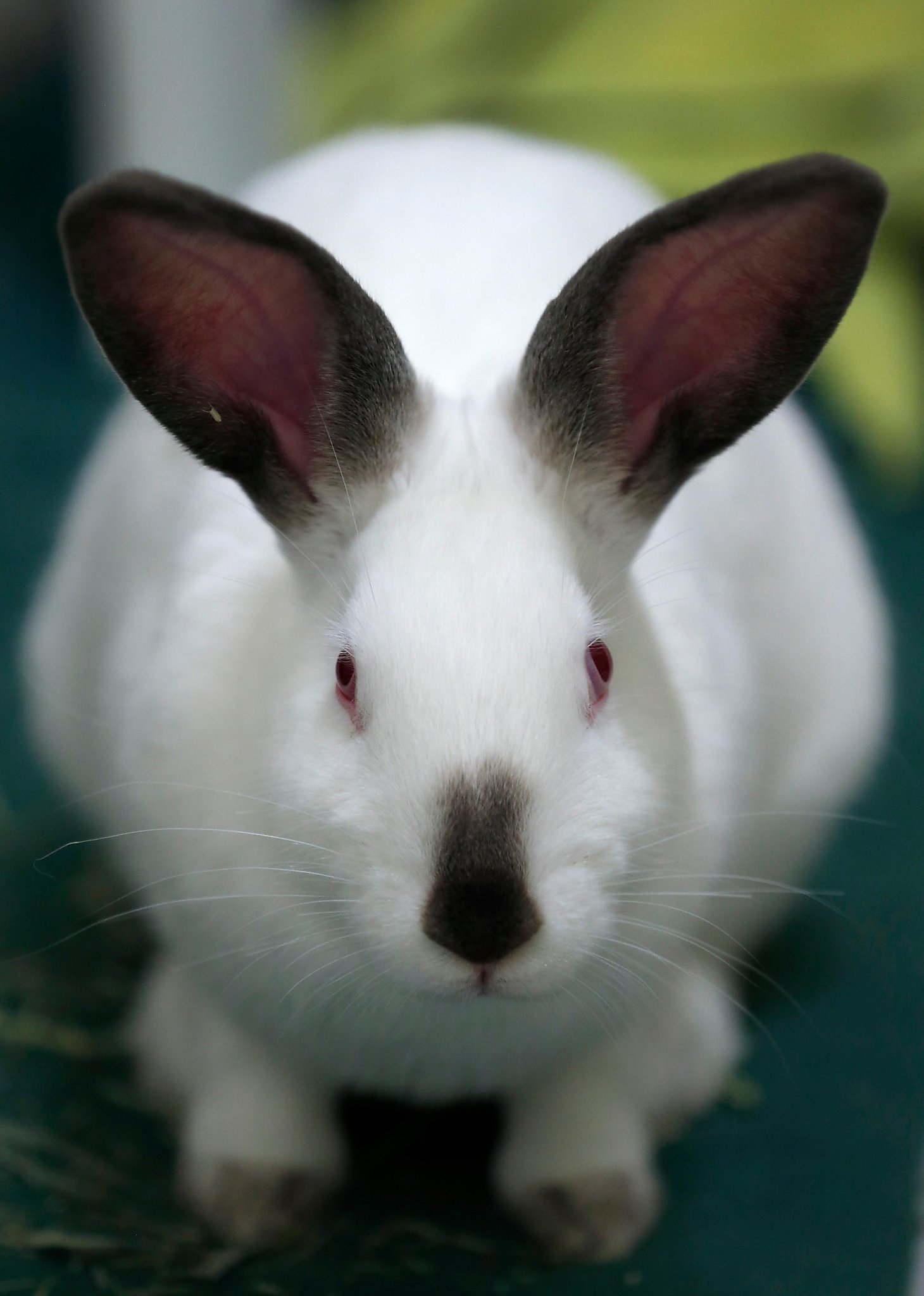 Jarman Rabbit Jamming Easter, Passover, 4/20, Earth Day into one weekend