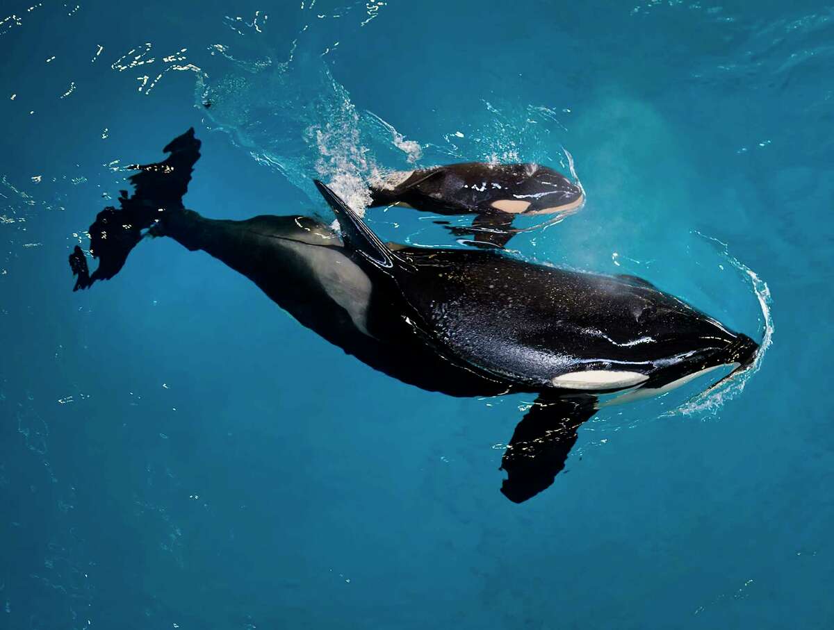 Orca Takara helps guide her newborn to the water's surface on Wednesday at SeaWorld San Antonio. SeaWorld has said it plans to introduce new "natural orca encounters" in place of theatrical shows.