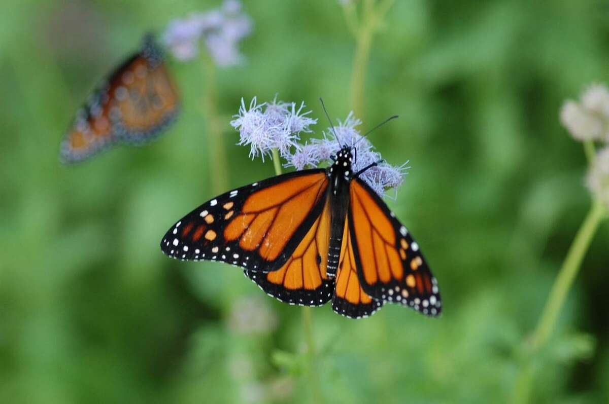 Guide to flowers that are good butterfly nectar sources