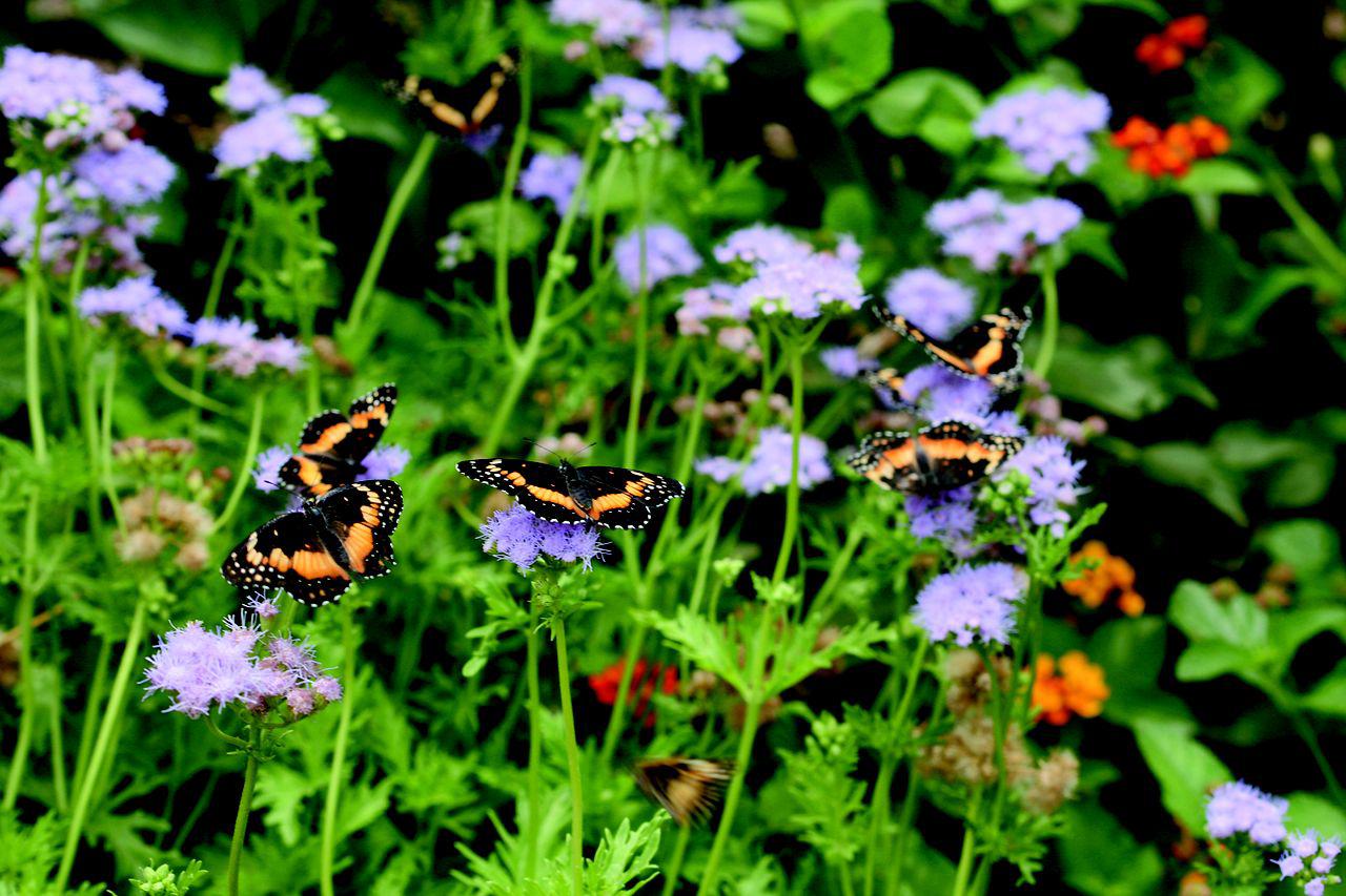 Calvin Finch: How to attract butterflies to your San Antonio garden all  year long
