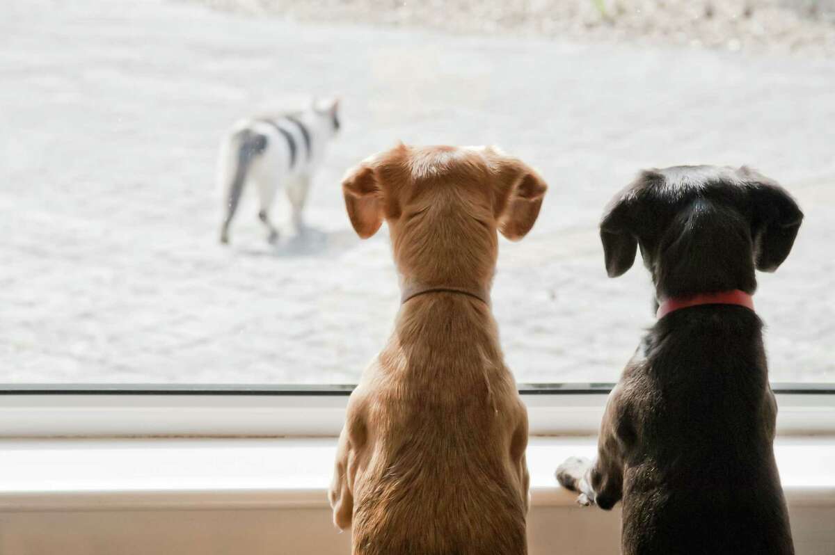 In the minds of dogs, their barking successfully keeps people away, and they will always continue a behavior that gets results unless you train them otherwise. Reward them for leaving the window and ceasing to bark.