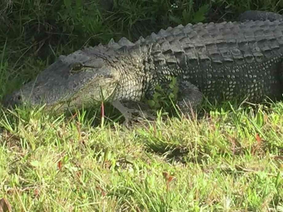 Stay safe from alligators in the Houston area this mating season ...