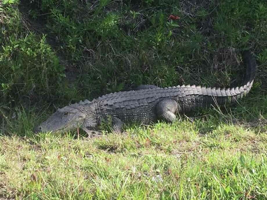 Stay safe from alligators in the Houston area this mating season ...