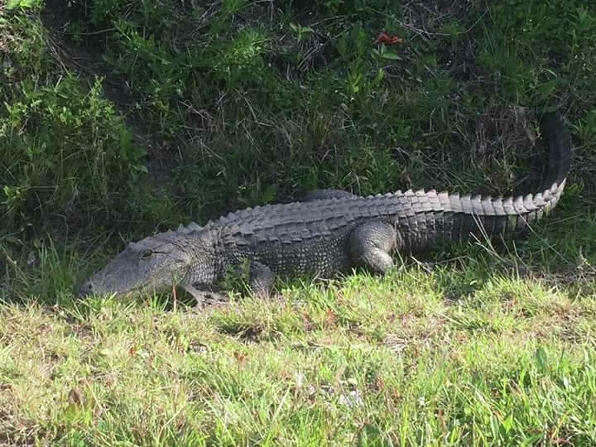 Stay safe from alligators in the Houston area this mating season