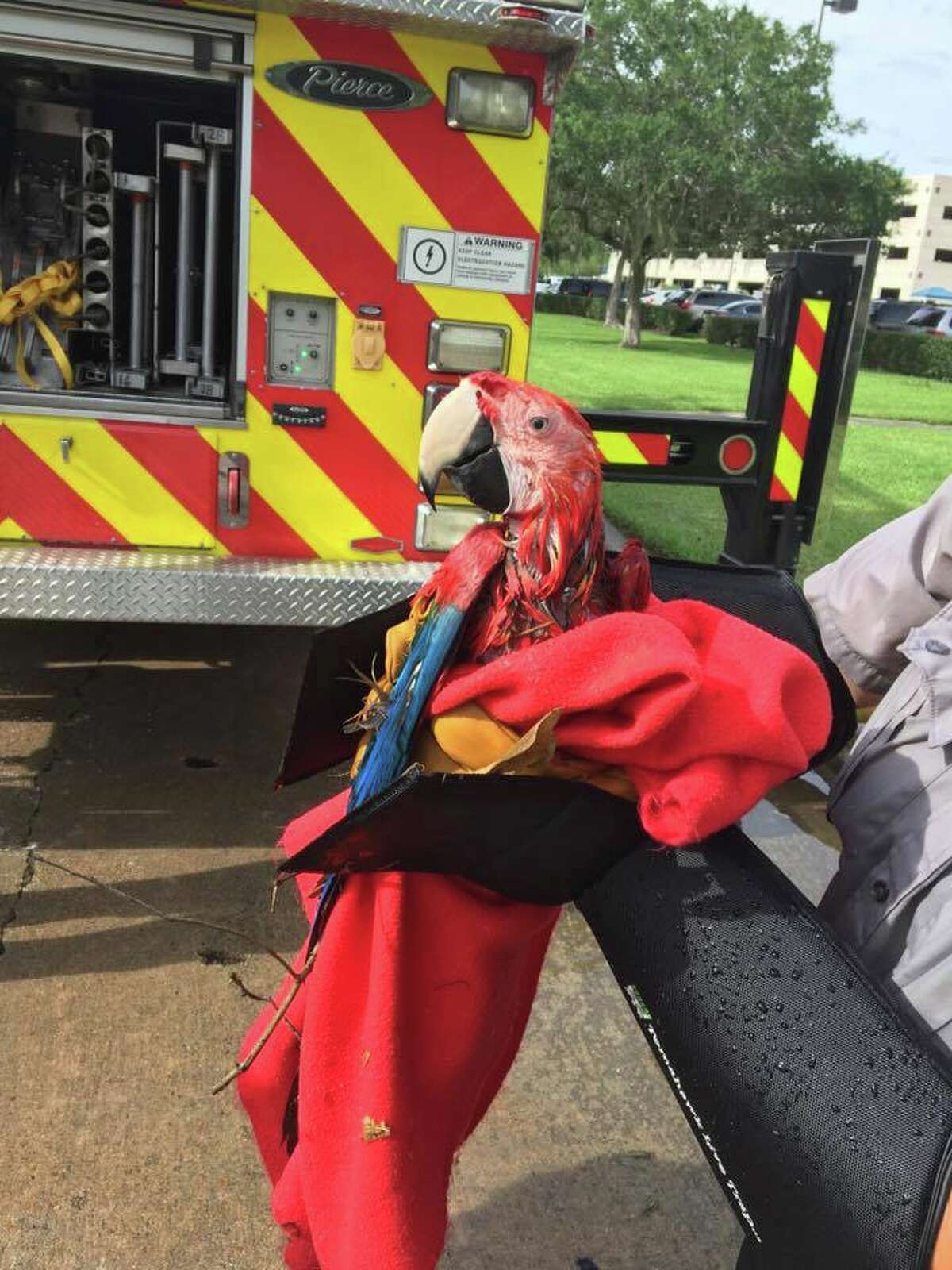 Sugar Land firefighters rescue adorable parrot