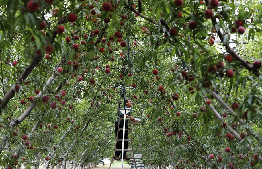 Fruit Trees Home Gardening Apple, Cherry, Pear, Plum Fruit Trees