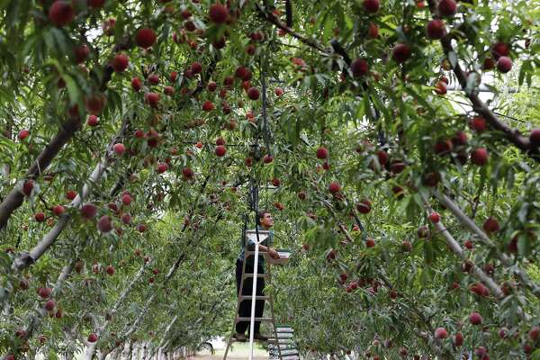 Best Fruit Trees For Texas Hill Country | Fruit Trees
