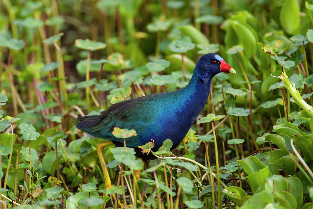 Tropical birds called purple gallinules have arrived in area marshes and wetlands. Look for them at Anahuac, Brazoria, and San Bernard National Wildlife Refuges. Photo Credit: Kathy Adams Clark. Restricted use.
